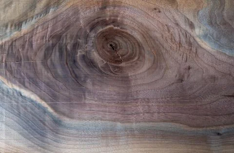 Full frame texture of polished natural walnut wood slab with a prominent tree Stock Photos