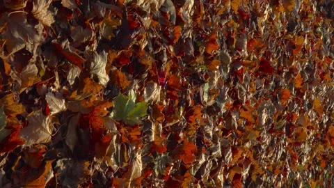 Full Frame Texture of Thick Scattered Autumn Maple Leaves Stock Footage 348308303
