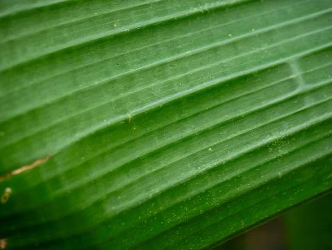 Full frame texture of vibrant green banana leaf with rhythmic parallel line.. Foto stock