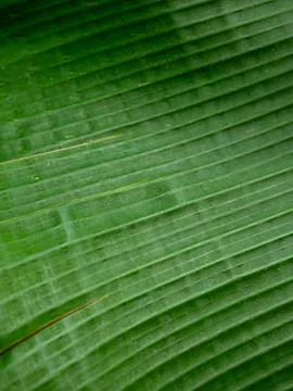 Full frame texture of vibrant green banana leaf with rhythmic parallel line.. 库存照片