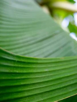 Full frame texture of vibrant green banana leaf with rhythmic parallel line.. 库存照片