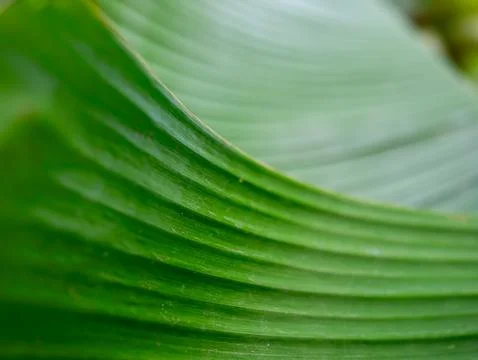 Full frame texture of vibrant green banana leaf with rhythmic parallel line.. 写真素材