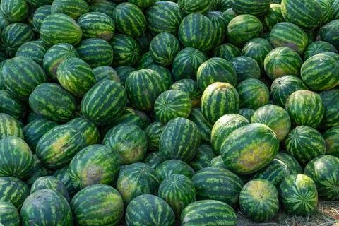 Full frame textured background of stacked organic green striped watermelons Fotos Stock