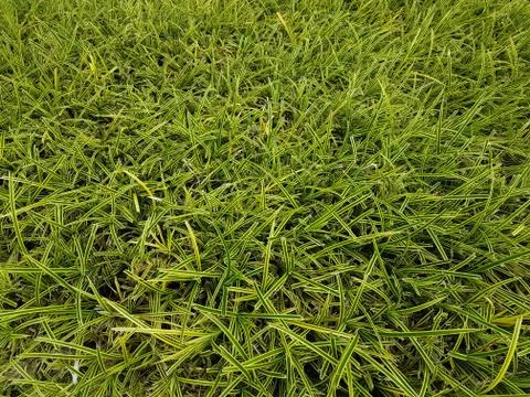Full frame of thin green leaves plant background Stock-Fotos