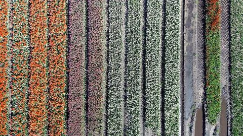 Full Frame Tulip Rows With also a Damaged Section Stock Photos