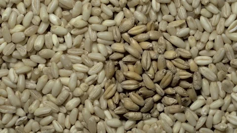 Full-frame of two types of Common wheat grains in rotation Stock Footage 123622462