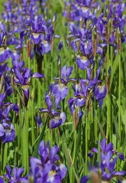 Full frame vertical background of iris plants with bright green foliage Stock Photos