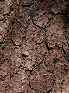 Full frame vertical background of textured gnarled tree trunk with copyspace Stock Photos