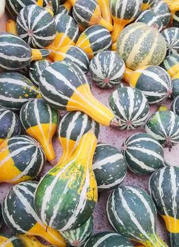 Full frame vertical image of green and white striped gourds or squash Stock Photos