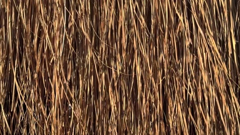A full frame vertical texture of long, dry, brown grass or thatch Video stock 318383624