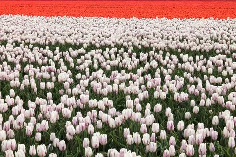Full frame vibrant spring tulip pattern with white purple and orange red row Stock Photos