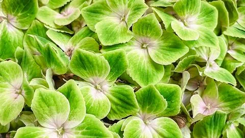 Full frame view of green and pink transitioning Hydrangea macrophylla flowe.. Stock Photos