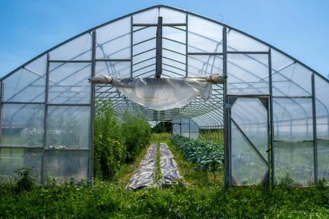 Full frame view into the interior of vegetable greenhouse. Foto stock