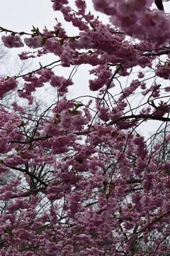 Full-frame view looking up into a dense canopy of bright pink cherry blossoms Stock Photos