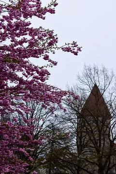 Full-frame view looking up into a dense canopy of bright pink cherry blossoms Stock Photos
