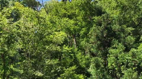 Full Frame View of Lush Green Forest in Japan Stock Footage 346506295