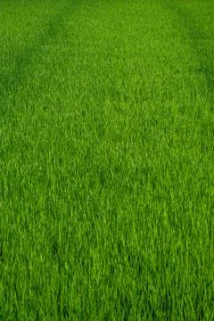 Full frame view of a vibrant green rice field Fotos de archivo