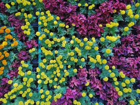 Full Frame Wall Background of Yellow Marigold Flowers and Purple-Leaf Flowers Stock Photos