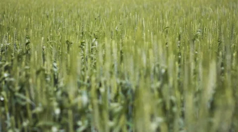 Full frame wheat field Stock Footage 67637515