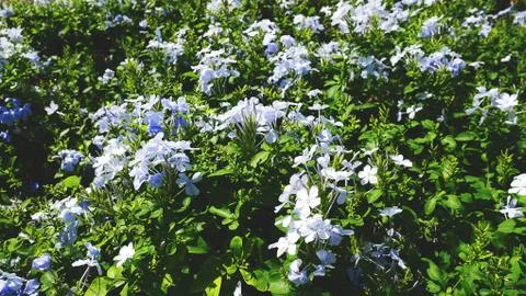 Full Frame White Flowers Stock Photos