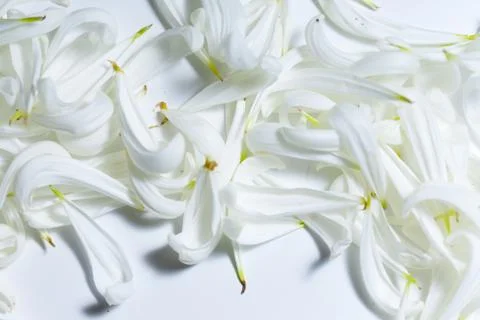 Full frame white petals Photos