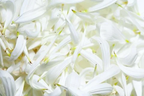 Full frame white petals Stock Photos