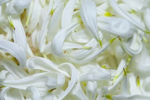 Full frame white petals Photos