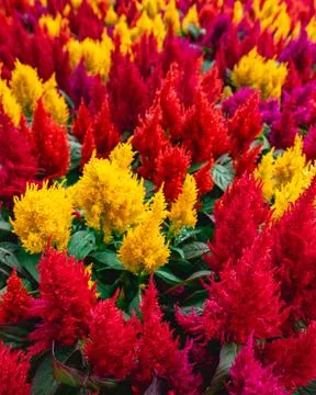 A full frame of yellow, Orange and red flowers, in the Botanical garden Stock Photos
