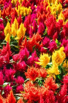 A full frame of yellow, Orange and red flowers, in the Botanical garden Stock Photos