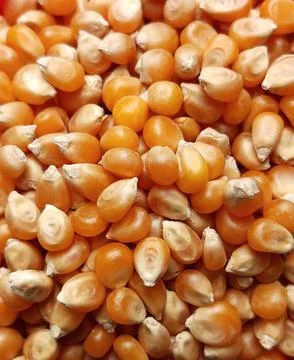 Full frame of yellow pop corn maize. 库存照片