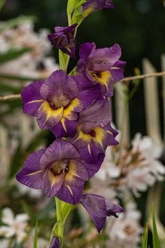 Full gladiolus stem in bloom, with vibrant purple petals and yellow throats.. Stock Photos