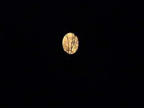 Full Golden Moon Timelapse Through Branches Stock Footage 7755951