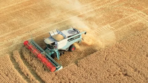 Full grain hopper on combine harvester cutting mature barley along field edge Video stock 342806114