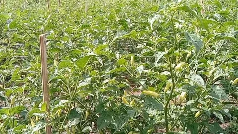 Full of green chilies Stock Footage 310488184
