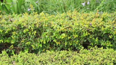 Full green garden Video stock 51536977