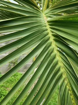 Full green palm frond composition with symmetrical pattern 写真素材