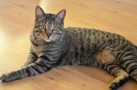 Full grown cat laying down on wood floor Foto stock