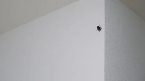 Full grown cockroach on the wall Video stock 127366865