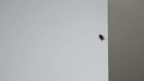 Full grown cockroach on the wall Video stock 146833521