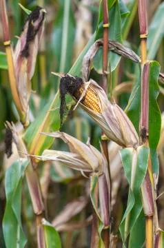 Full grown corn on the cob in a corn field. Stock Photos