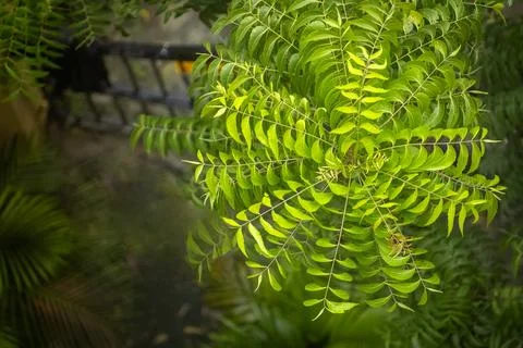 Full grown curry leaf tree view from top Stock-Fotos