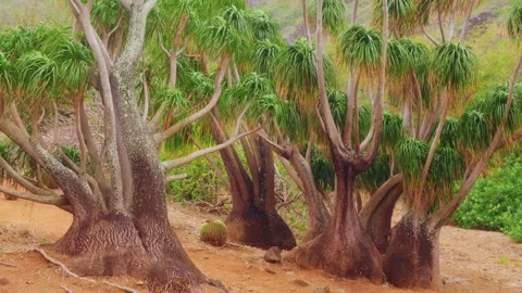 Full-grown Elephant's Foot Palms (Beaucarnea) in Koko Crater Botanical Garden, O Stock Footage 325753053
