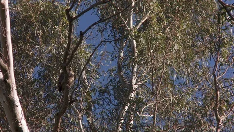 A full grown hawk sits on a tree branch Video stock 87077703