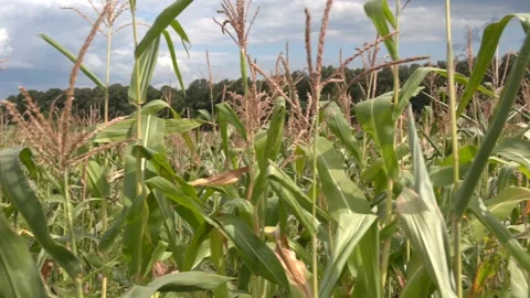 Full grown maize plants Video stock 256483422