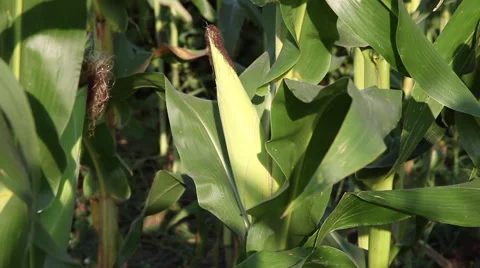 Full grown maize plants, mature silk, corn field in sunny morning, tilt up Stock Footage 40629002