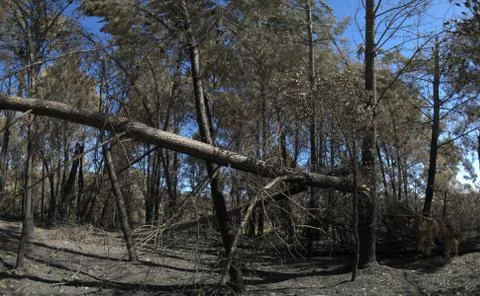 Full grown pine trees broken and burnt by firestorm - Pedrogao Grande Stock-Fotos