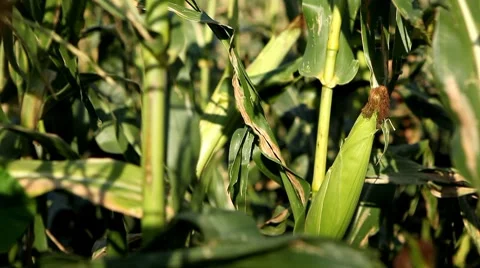 Full Grown, Research, Organic, Corn Field in Summer, Tassels CloseUp Stock Footage 8534337
