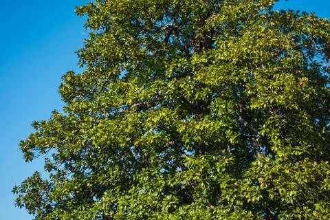 A Full-grown Tree A Wild Profusion of Vegetation in China Stock Photos