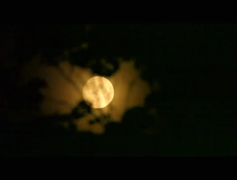 Full harvest moon timelapse through bushes Stock Footage 193545194