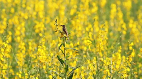 Full HD 25 FPS Small Bird on Sun hemp. Stock Footage 63317902